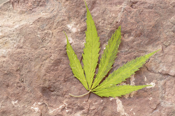Dry Cannabis, Marijuanna leaf on rock