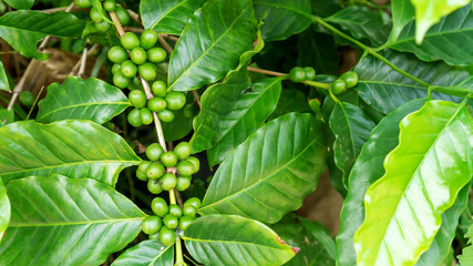 Fototapeta na wymiar Green arabica coffee bean in a garden.