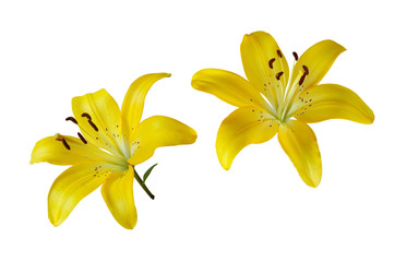 Two yellow lilies isolated on white background. Yellow lily flower.