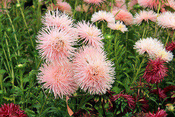 summer riot of flowers