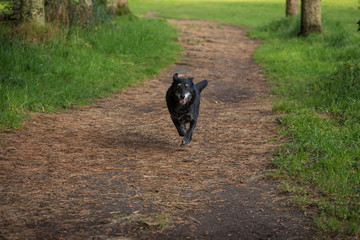 Dog running for fun 