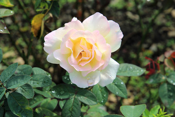 summer riot of flowers