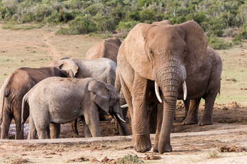 A group of elephants at a waterhole in the Addo Elephant National Park. One big elephant walking toward the camera