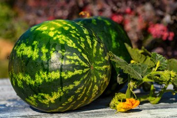 Fresh watermelon with flowers on wooden board