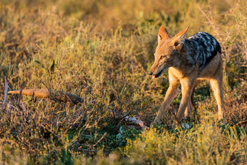 One black-backed jackal at a carcass in the early morning sun in the Addo Elephant National Park in South Africa
