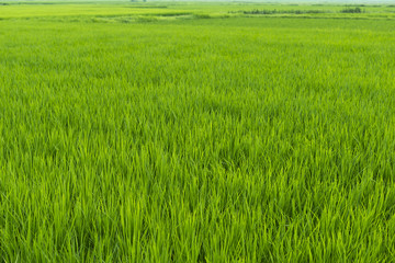 阿蘇の田園風景