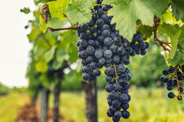 beautiful fresh grapes in vineyard
