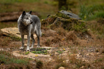 Timberwolf Black Wolf