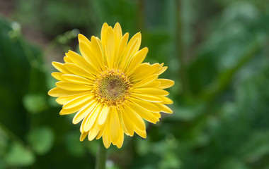 Close up of beautiful yellow gerbera flower