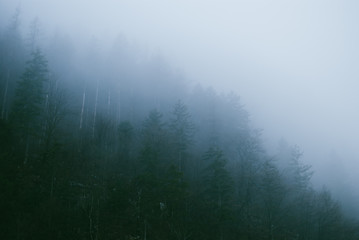 Mysterious dark green-blue evergreen trees covered with early morning fog. Spring misty landscapes in Alps, Austria.