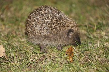 Englisg Hedgehog