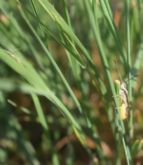 Grashüpfer hält sich an Grashalm fest und blickt direkt in die Kamera