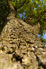 Macro old tree bork with green leafs and blue sky