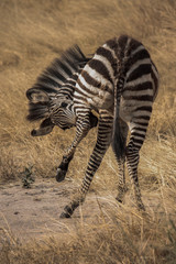 Fototapeta na wymiar Zebra washing him self 