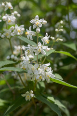 Deutzia gracilis white flowers in bloom, beautiful flowering ornamental shrub