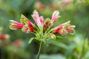 Amazing tropical alstroemeria viridiflora flower in bloom, colorful beautiful flowering Brazil plant