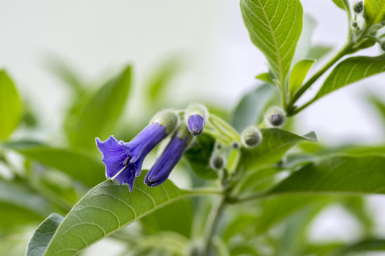 Iochroma australe small flowering shrub, small long bell flowers on branches