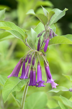 Iochroma australe small flowering shrub, small long bell flowers on branches
