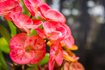 Poi Sian pink flowers