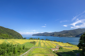 田烏の棚田