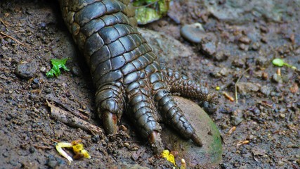 Krokodil 11