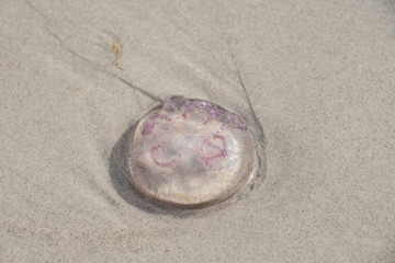 Fototapeta na wymiar Angeschwemmte Ohrenqualle (Aurelia aurita) auf Sand