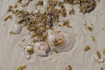 Angeschwemmte Ohrenqualle (Aurelia aurita) mit Seetang