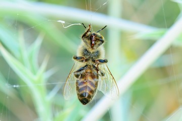 Honey bee tangled in the spider webs - closeup
