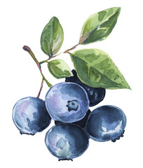 Fototapeta premium Blueberries watercolor illustration