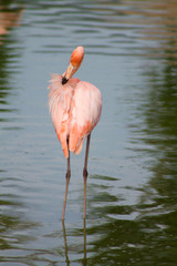 Fototapeta na wymiar взрослый розовый фламинго чистит свои перья