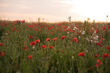 Fototapeta na wymiar Poppy field at sunset