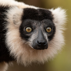 Lemur