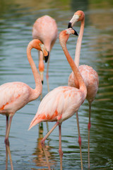 группа розовых фламинго