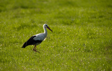 Obraz na płótnie Canvas Stork on a field