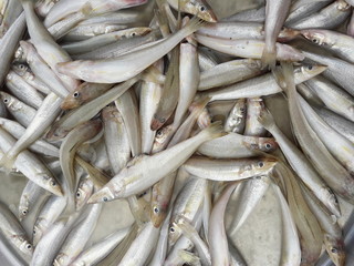 Sillaginidae fishes at the market, Saltwater fish species in Thailand 

