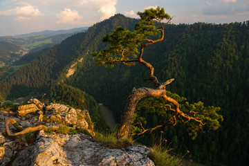 Sokolica pine tree on top of mountain