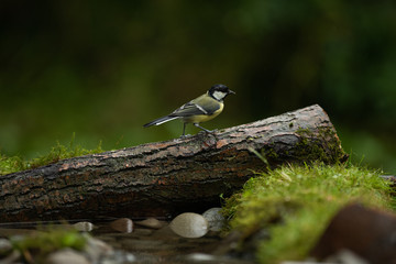 Great tit on a bird bath 