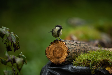 Great tit on a bird bath 