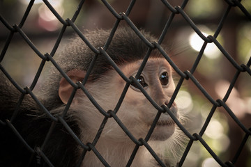 Little monkey trapped in a cage