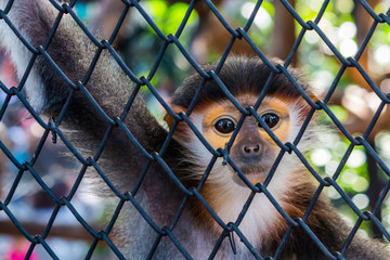 Little monkey trapped in a cage