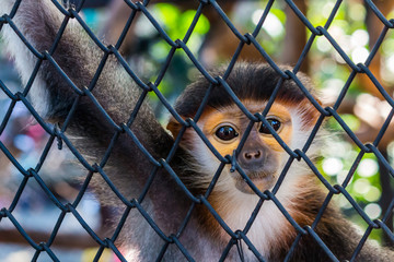 Little monkey trapped in a cage