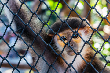 Little monkey trapped in a cage