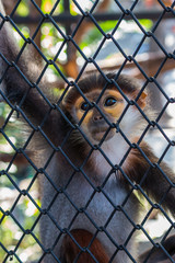 Little monkey trapped in a cage