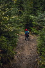 A tourist walking along a forest path of a dark spruce forest.
