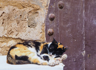 Cats laying on the streets in Morocco