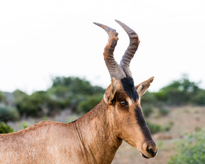 Portrait of one red hartebeest in the Addo Elephant National Park in South Africa