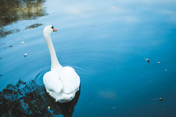 Beautiful elegant white swan with long neck and orange beak swimming away