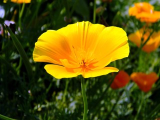 Fototapeta premium yellow flower