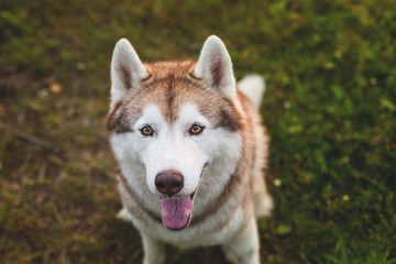 Close-up portrait of lovely beige and white dog breed siberian husky sitting in the grass in early...