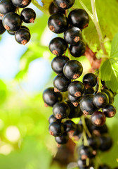 Blackcurrants on the bush branch.
